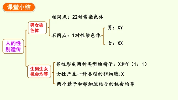 7.2.4人的性别遗传-八年级生物人教版下学期同步精品课件(共28张PPT)