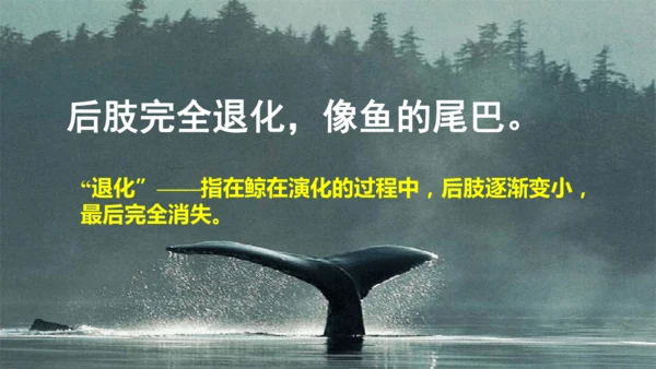 统编版语文五年级上册第五单元 习作例文《鲸》《风向袋的制作》 课件