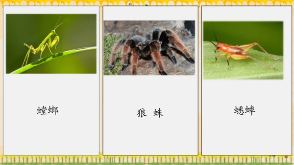 14《蜜蜂》课件
