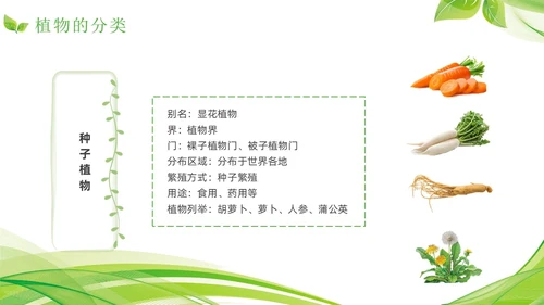 植物介绍简约绿色树叶花卉线条知识科普