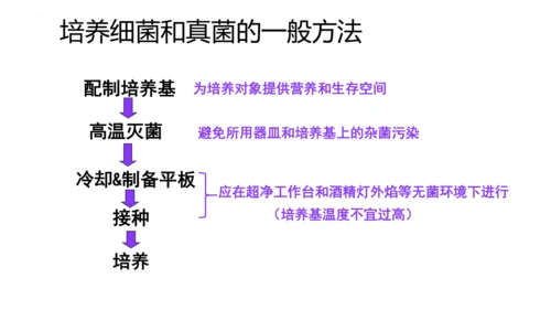 人教版生物八年级上册5.4.1《细菌和真菌的分布》课件(共22张PPT)