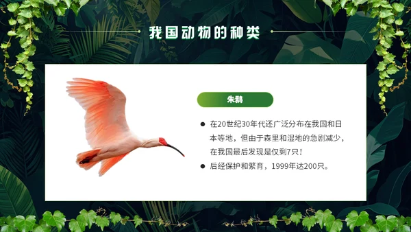 世界野生动植物日保护野生动物通用PPT模板