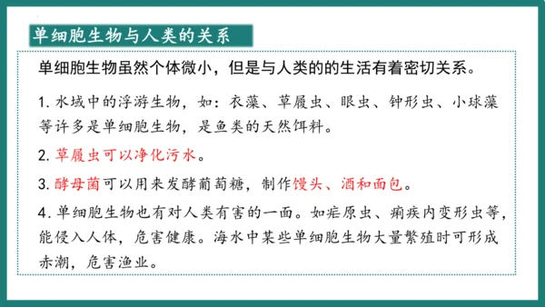 第一单元第三章从细胞到生物体（复习课件）-七年级生物上册同步教学精制课件（人教版2024）(共44张