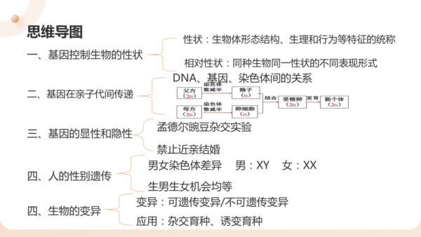 复习专题六生物的遗传与变异（串讲课件）-八年级生物上学期期末考点大串讲（人教版）(共23张PPT)