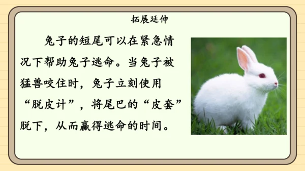 20 小壁虎借尾巴（课件）