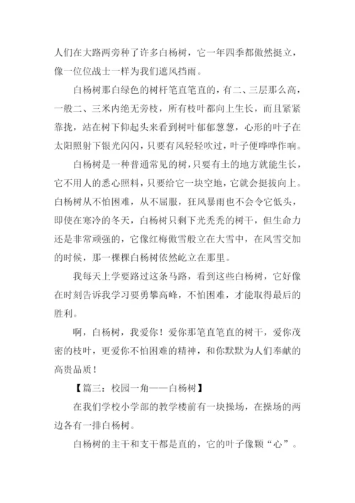 白杨树作文400字.docx