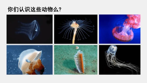 人教版初中八年级上册生物学5.1.1腔肠动物 课件(共21张PPT)