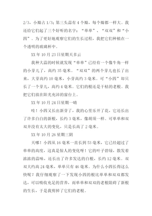 种大蒜观察日记.docx