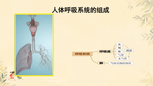 初中生物学人教版（新课程标准）七年级下册4.3.1呼吸道对空气的处理课件(共16张PPT)