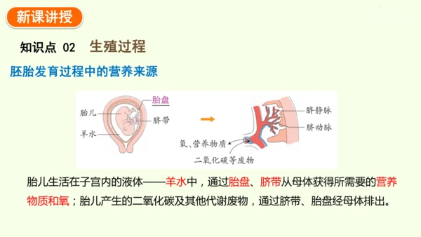 4.1.1人的生殖-七年级生物下学期同步精品课件（2024人教版）(共24张PPT)