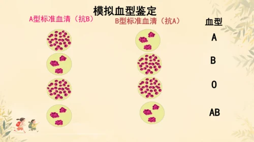 初中生物学人教版（新课程标准）七年级下册4.4.4 输血与血型课件(共19张PPT)