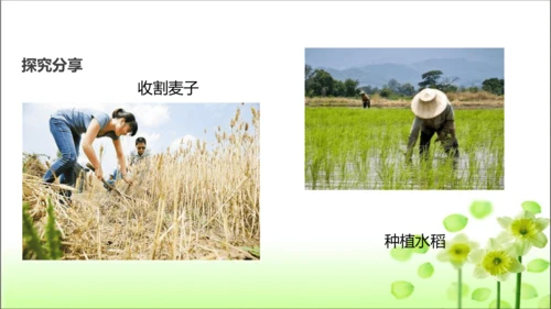 第14课 家乡物产养育我 课件 人教版道德与法治 二年级上册