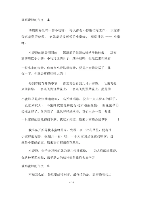 观察蜜蜂的作文