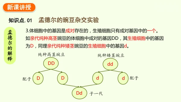 7.2.3基因的显性和隐性-八年级生物人教版下学期同步精品课件(共36张PPT)