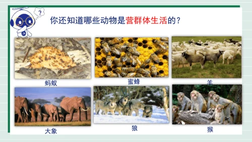 人教版生物八上 5.2.3动物社会行为(共21张PPT)