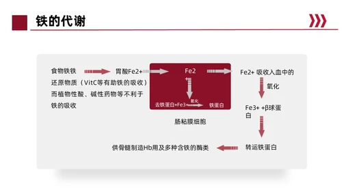 红色简约风缺铁性贫血常规知识培训PPT模板护理