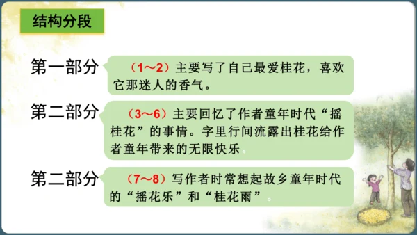 3.桂花雨  课件