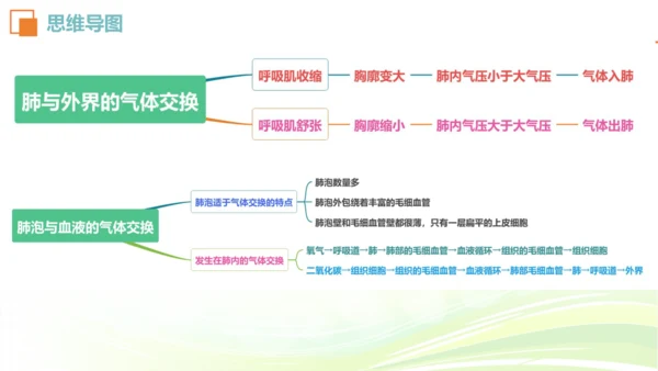 人教七下 生物圈中的人 生物期中复习考点梳理+真题体验（考点全覆盖）(共88张PPT)