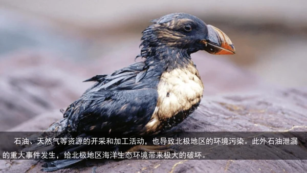 10.0 极地地区（第2课时）（课件33张）-七年级地理下册同步精品课堂（人教版）