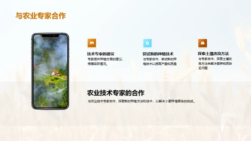 小麦高效种植新策略