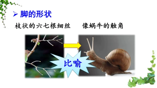 10 爬山虎的脚  课件