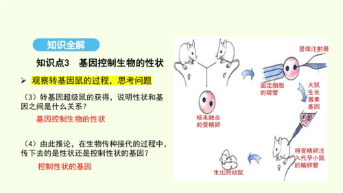 7.2.1基因控制生物的性状课件-人教版生物八年级下册(共26张PPT)