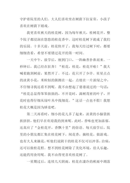 描写桂花树的文章.docx