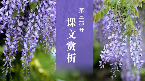 实拍风紫藤萝瀑布七年级语文课件PPT模板