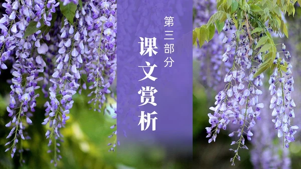 实拍风紫藤萝瀑布七年级语文课件PPT模板