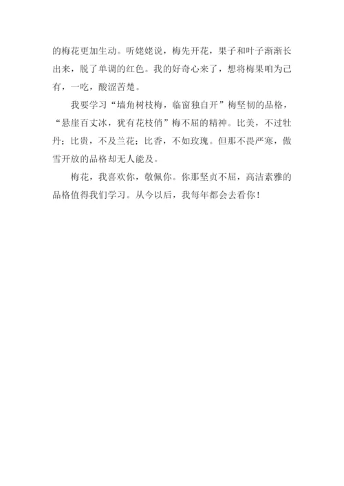 描写梅花的作文100字.docx