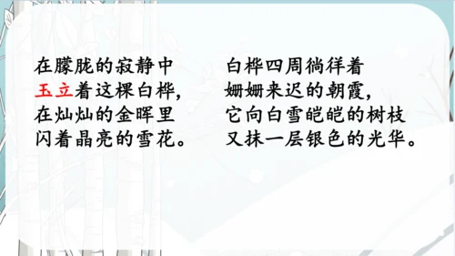 《11.白桦》课件