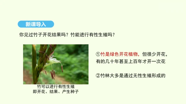 7.1.1植物的生殖课件-人教版生物八年级下册(共33张PPT)