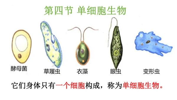 人教版生物七年级上册1.3.4 单细胞生物 教学课件（共22张ppt）+视频素材
