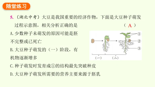 3.1.1 种子的萌发-七年级生物下学期同步精品课件（2024人教版）(共25张PPT)