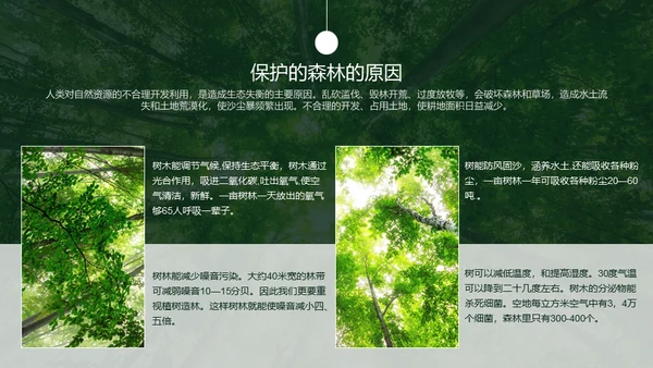 植树节认识森林保护森林主题教育通用PPT模板