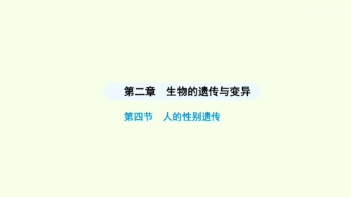 7.2.4人的性别遗传课件-人教版生物八年级下册(共31张PPT)