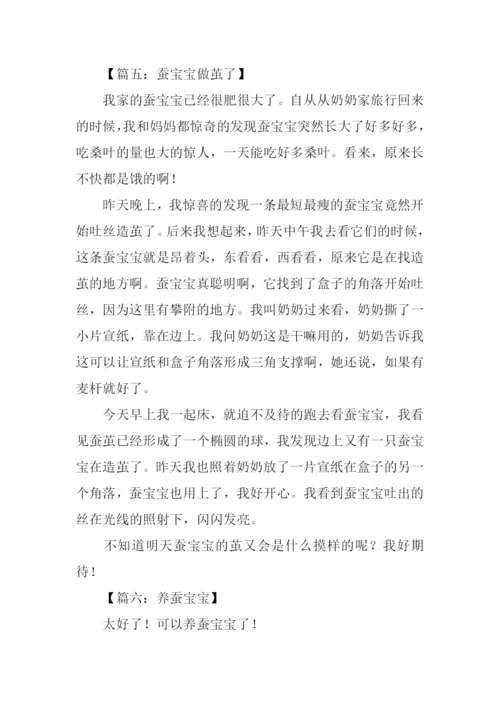 蚕宝宝观察日记300字.docx