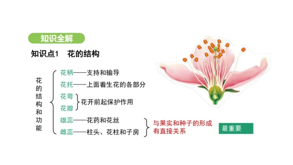 第三单元-第一章-第三节-开花和结果课件-2024-2025学年七年级生物下学期人教版(2024)(