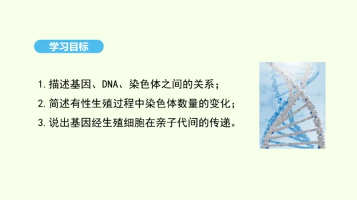 7.2.2基因在亲子代间的传递课件-人教版生物八年级下册(共29张PPT)
