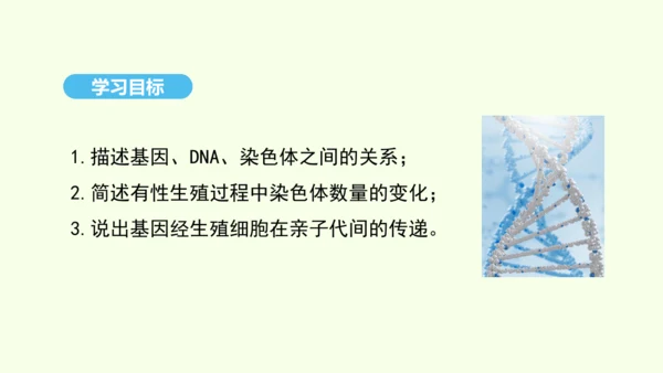 7.2.2基因在亲子代间的传递课件-人教版生物八年级下册(共29张PPT)