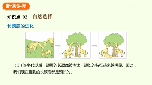 7.3.3生物进化的原因-八年级生物人教版下学期同步精品课件(共44张PPT)