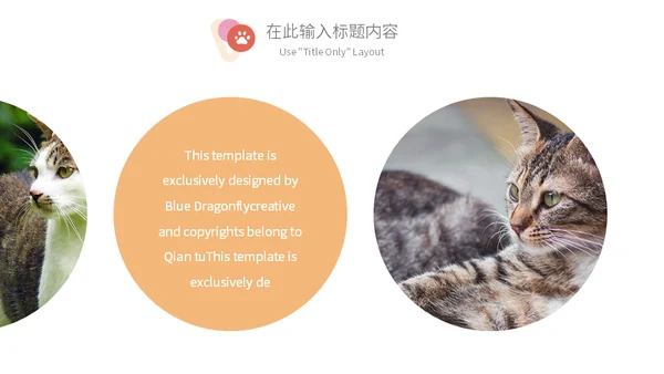 宠物乐园萌宠猫咪主题通用PPT模板