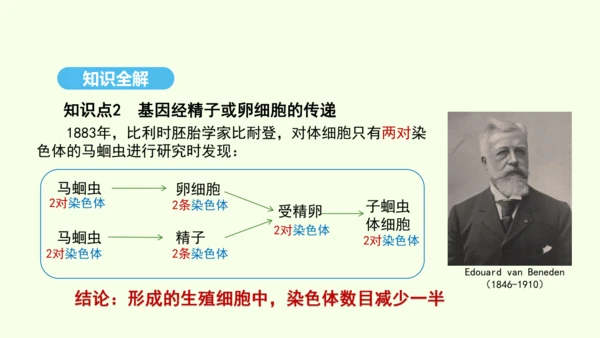7.2.2基因在亲子代间的传递课件-人教版生物八年级下册(共29张PPT)