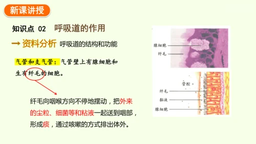 4.3.1 呼吸道对空气的处理-七年级生物下学期同步精品课件（2024人教版）(共26张PPT)