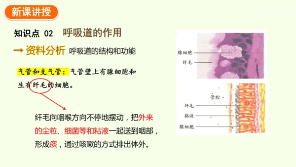 4.3.1 呼吸道对空气的处理-七年级生物下学期同步精品课件（2024人教版）(共26张PPT)