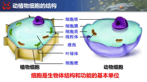 人教版（2024）七年级上册生物七年级上册期末总复习课件(共31张PPT)