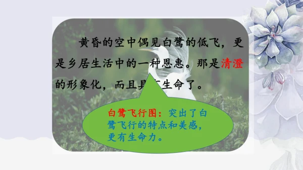 《1 白鹭》课件