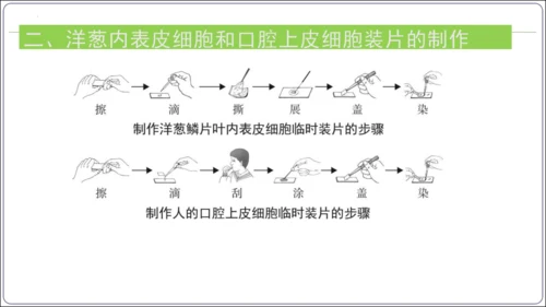 【2023秋人教七上生物期中复习考点梳理串讲+临考押题】第一章 细胞是生命活动的基本单位（串讲课件）