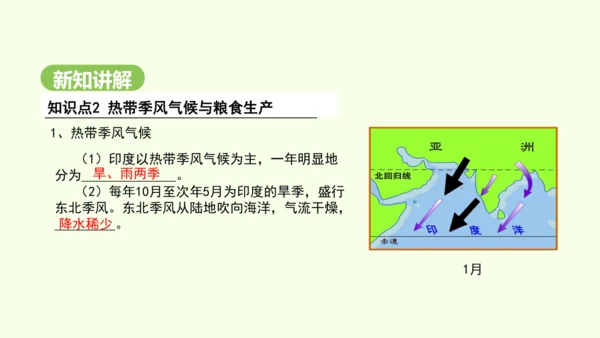 8.3 印度（课件35张）-2024-2025学年七年级地理下学期人教版(2024)