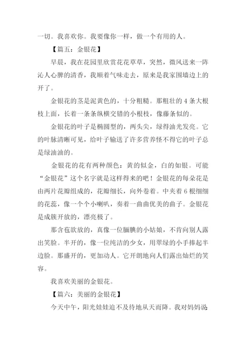 写金银花的作文600字.docx